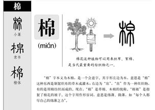 棉的组词100个