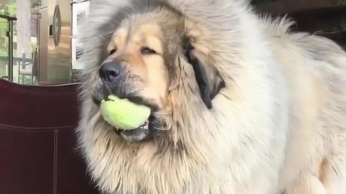 大狗狗在玩玩具球 