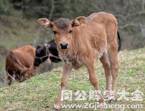 梦见小牛跑了是什么意思 梦到小牛跑了好不好 大鱼解梦网 