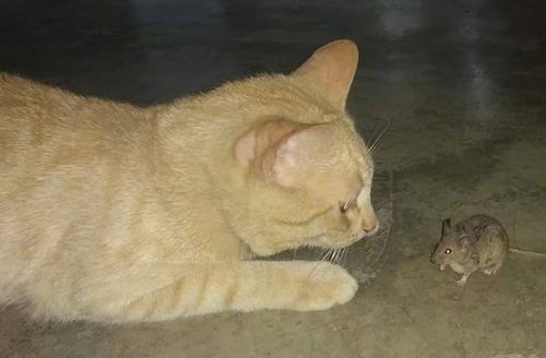 猫界也有潜规则 流浪橘猫猫受同伴排挤,只能与老鼠蟑螂做朋友