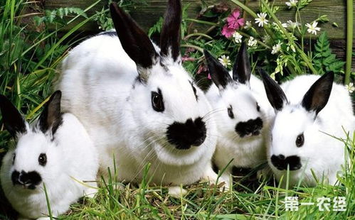 兔子一年繁殖几次 兔子几个月可以生小兔