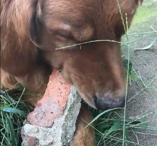 狗狗把砖头当骨头,咬得嘣嘣脆,那牙齿都一起嘣了