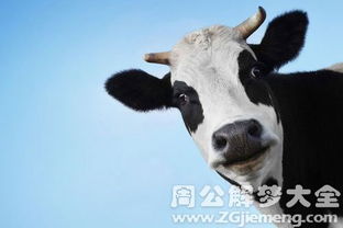 梦见奶牛是什么意思 梦到奶牛好不好 大鱼解梦网 