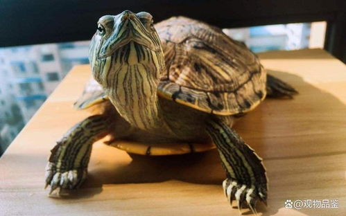 巴西龟死了是什么状态,如何判断巴西龟是冬眠还是死亡