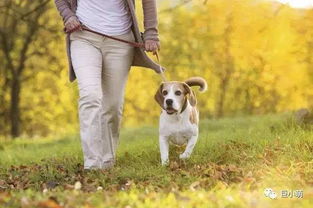 广州养犬登记受理点委托机构及36种危险犬清单