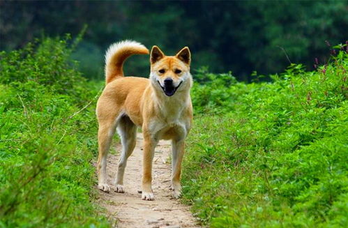 俗语 鸡不过六,犬不过八 ,啥意思 古人的经验还适用吗