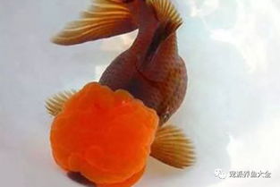 这种品相好的金鱼一条值30万,朱顶紫罗袍堪称最贵金鱼 