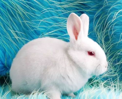 可爱的小白兔 