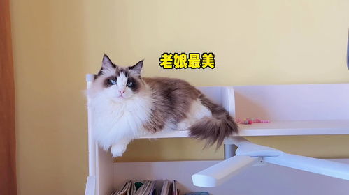 小主人自己的房间布置好了,猫猫们都来参观