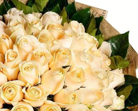 白玫瑰和大马士革玫瑰的区别？