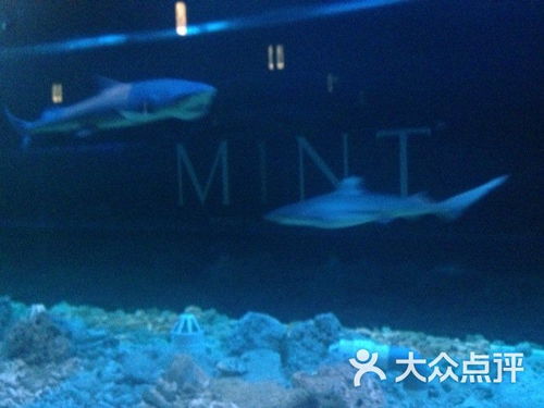 M1NT 鲨鱼缸图片 