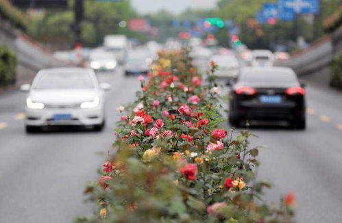 连日阴雨 杭州高架花廊的月季能如期盛开吗