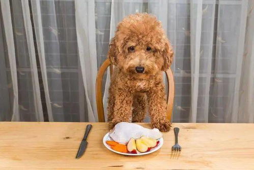 最不该喂狗狗这5种食物,长期喂,将会让狗狗身体 坏掉