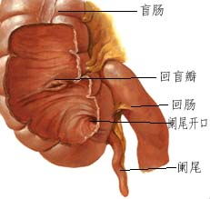 有孕期得阑尾炎的吗(怀孕期间得了阑尾炎会影响胎儿吗)