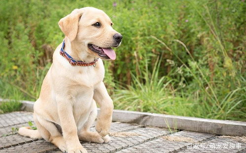 拉布拉多犬怎么训练,拉布拉多怎么看纯不纯你一定不知道