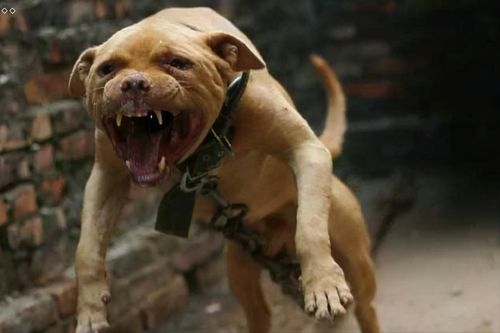 世界上被多国明令禁养的6大凶猛犬种,加纳利犬堪称 杀人犬