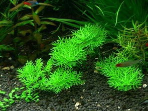 常见的10种藻类植物 十种可食用的大型藻类