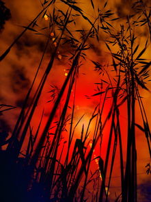 谷物,日落,草,太阳,天空,傍晚的天空,浪漫,abendstimmung,余辉,落山的太阳,红色,晚上,性质,黄昏,休息,仍,心情,美丽,设置,云,气氛,橙 