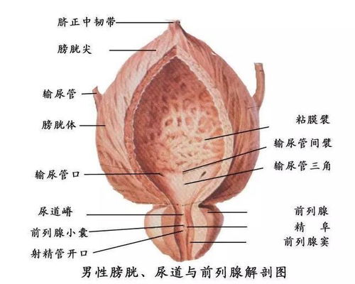 前列腺高潮 是什么鬼 这个关于男人的秘密,你自己都不知道