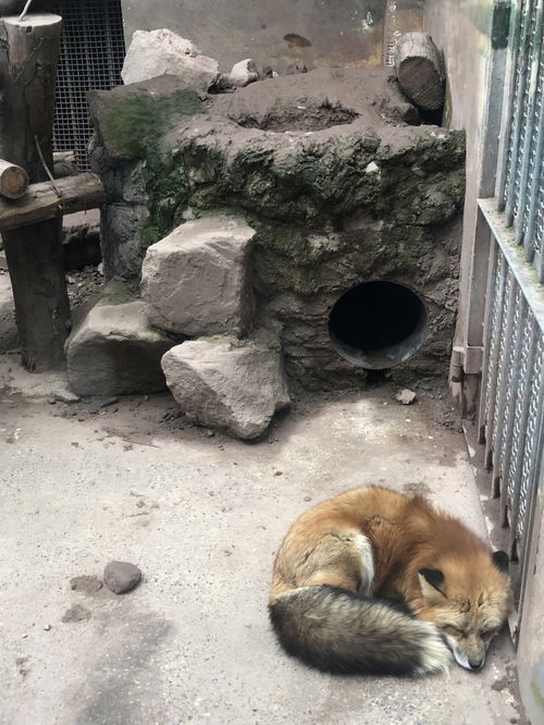 旅游风光分享 重庆动物园志愿活动 