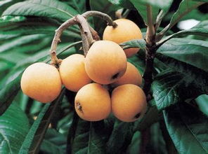 琵琶是什么季节的水果,枇杷是什么季节成熟的？