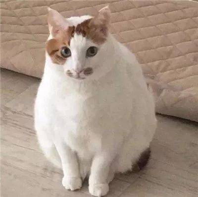 韩国有只猫咪长得像块面包,可爱到爆