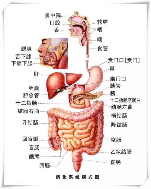 干货 肠胃保养专业知识与话术 