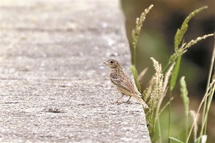 深圳社区家园网 深圳发现5种本地未在录鸟种 
