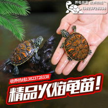 深圳生态养殖金钱龟南石龟火焰龟 供应产品 