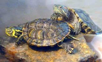 家养巴西龟冬眠怎么养 