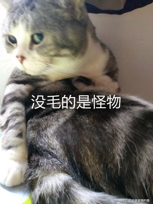 猫毛让人头疼,你不可以避免但可以尽量减少