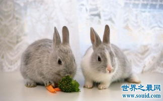 世界上最受欢迎的十大兔子品种,小兔竟然也是一个品种 