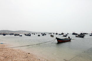 到长岛吃海鲜,看海鸥,体验长岛渔家乐