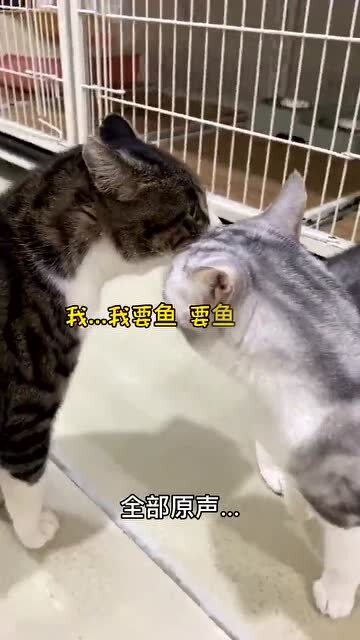 收养一只会说话的猫咪,有能听懂猫咪说话的吗 在线求翻译 