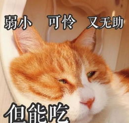 猫走丢了怎么办 剪刀大法 真的有用吗