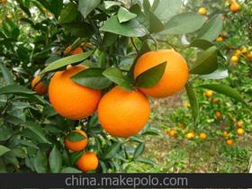 橘子树苗价格 橘子树苗批发 橘子树苗厂家 