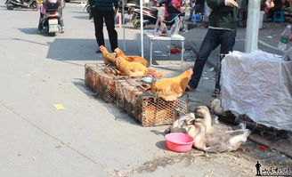 请问温书记 所谓的形象重大提升是这样的 鸡屎鸭屎鹅屎满地有 