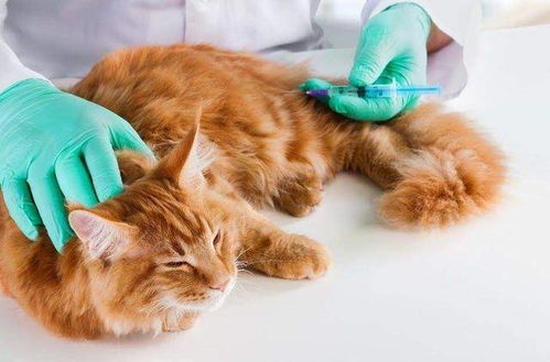 猫咪打疫苗很重要,哪些情况下猫咪不能打疫苗