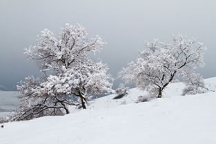 怎么能拍出好看的雪景 雪景的拍摄技巧