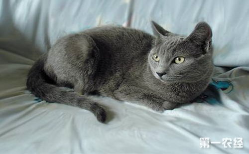 世界三大蓝猫 沙特尔猫与英短 俄罗斯蓝猫的区别