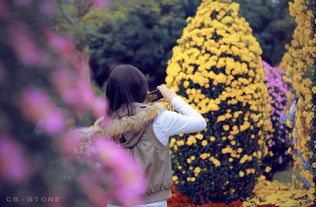 你是那一朵 关于菊花的一些小景致