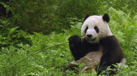 熊猫遇上虎该怎么应对,两者关系如何,人类终究该不该干涉