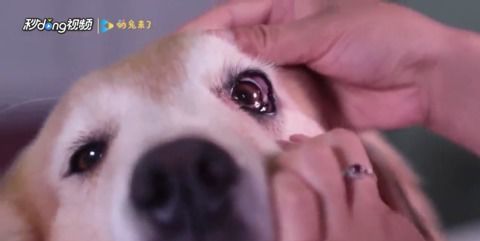 狗狗的泪痕怎样才能洗去？