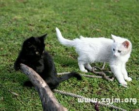 梦见白猫和黑猫