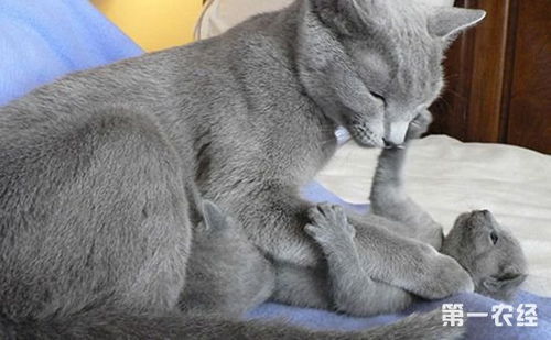 俄罗斯蓝猫要如何养护 俄罗斯蓝猫的养护知识
