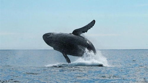 鲸鱼的体型非常巨大,为何会突然跃出海面,然后重重摔入海中