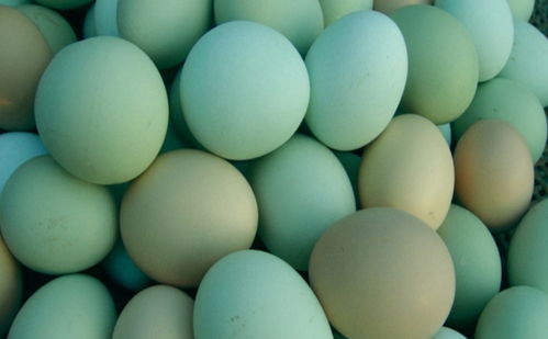 绿皮鸡蛋是怎么回事 为什么鸡蛋是绿壳的