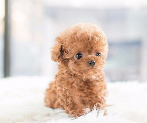图 哪里有卖泰迪犬 泰迪多少钱一只 广州出售泰迪犬 广州宠物狗 