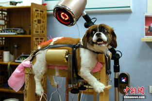北京一宠物医院为猫狗推出中医理疗服务