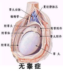 无精症的病因,详解男人无精的原因